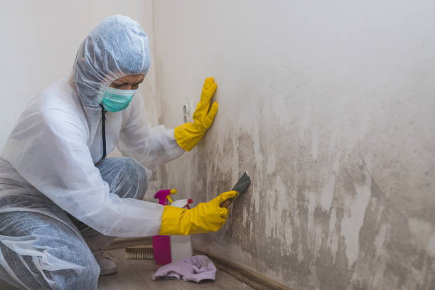 Best Mold Removal Company Near Me  in Keys, OK