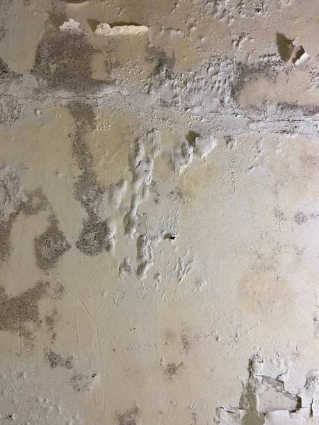 Best Mold Removal Company Near Me  in Keys, OK