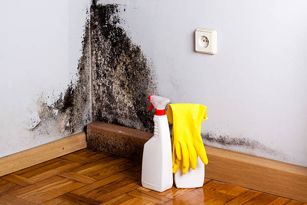 Reliable Keys, OK Mold Removal Solutions