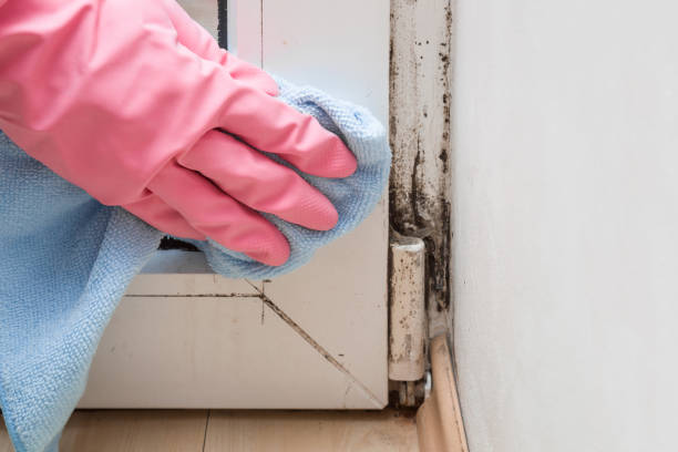 Best Mold Damage Repair  in Keys, OK