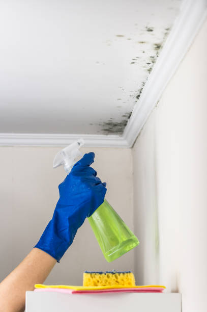 Best Black Mold Removal  in Keys, OK